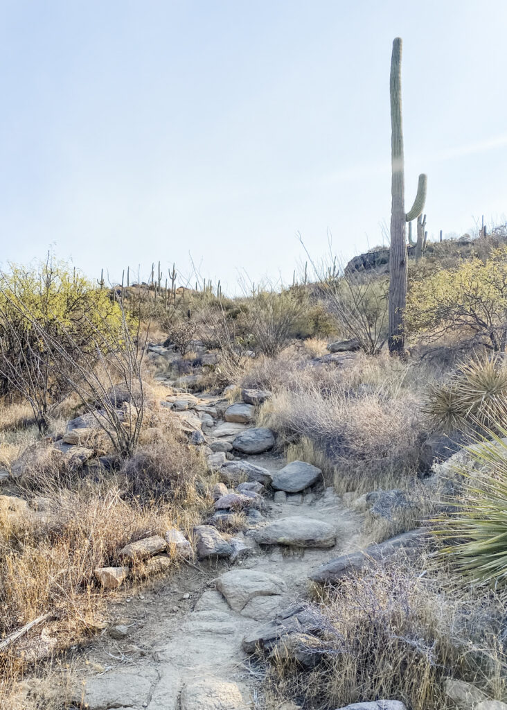 Can I Contribute to Both a Pre-Tax and Roth 401(k)?