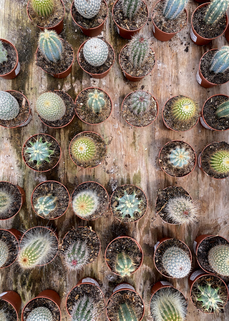 What fees am I paying in my 401k?